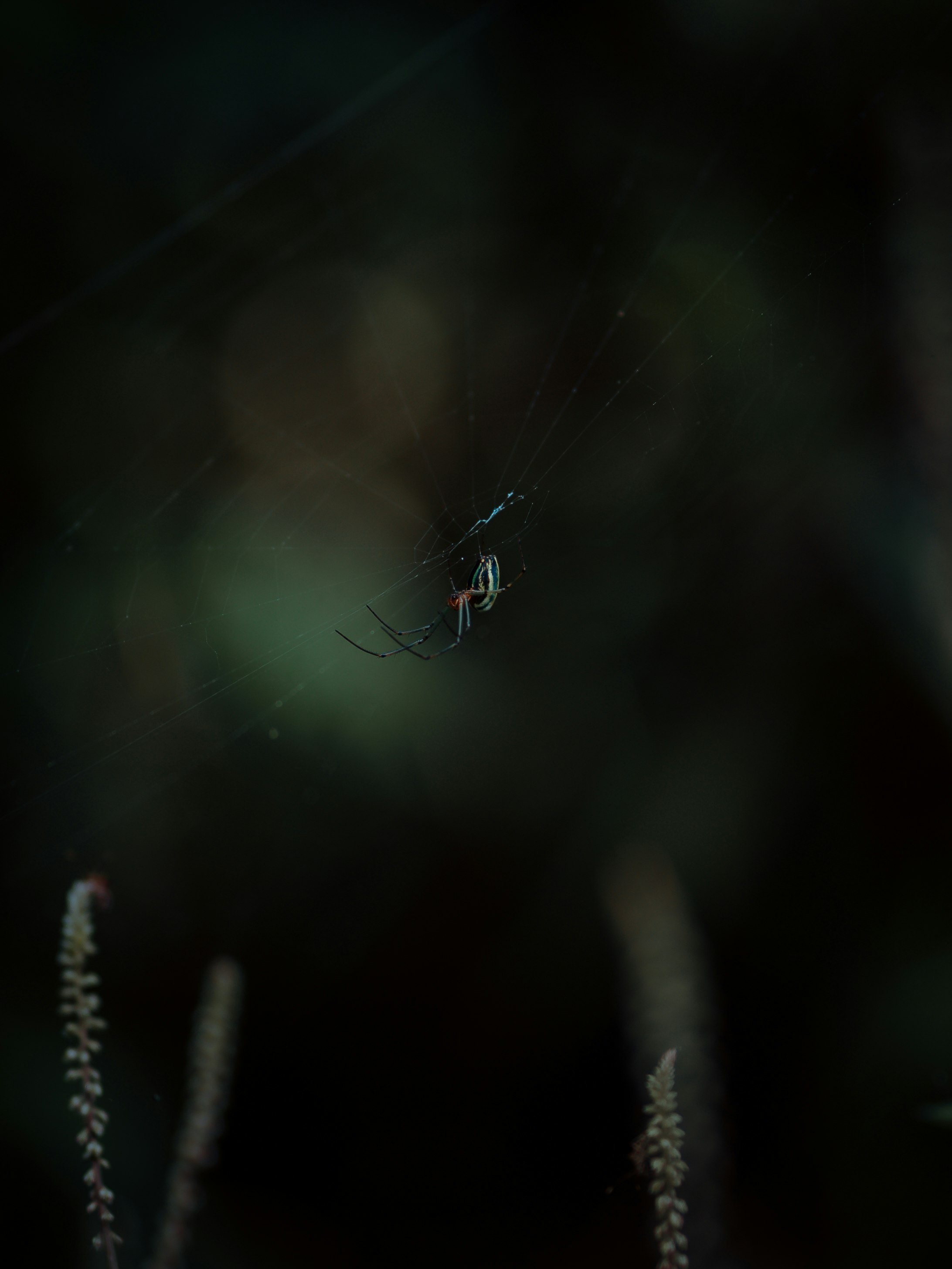 white spider web in close up photography